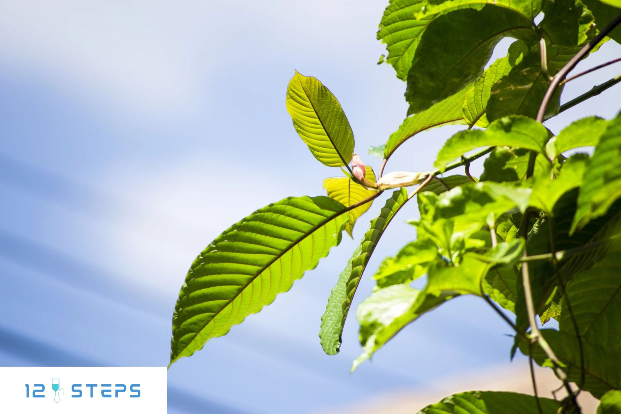 Кратом та наслідки його впливу на здоров’я людини